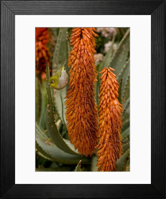 Framed Print : Picture No. 10922206 Framed Print : Picture No. 10922206