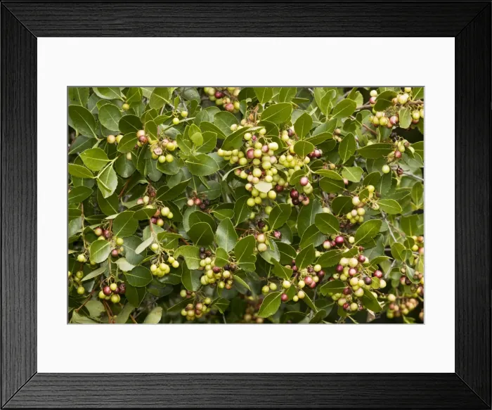 Framed Print : Picture No. 10922203 Framed Print : Picture No. 10922203
