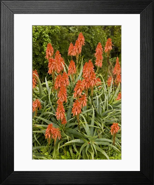 Framed Print : Picture No. 10922199 Framed Print : Picture No. 10922199