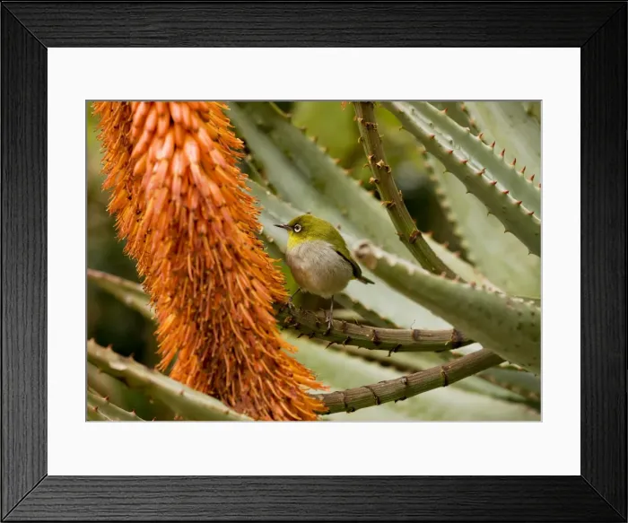Framed Print : Picture No. 10922205 Framed Print : Picture No. 10922205
