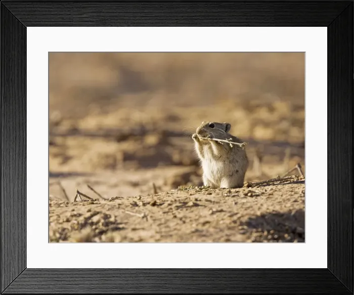 Framed Print : Picture No. 10922210 Framed Print : Picture No. 10922210