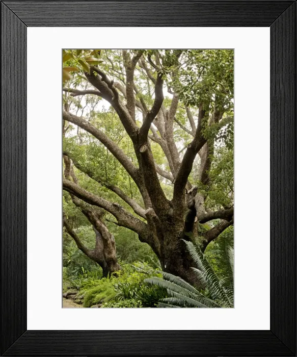 Framed Print : Picture No. 10922207 Framed Print : Picture No. 10922207
