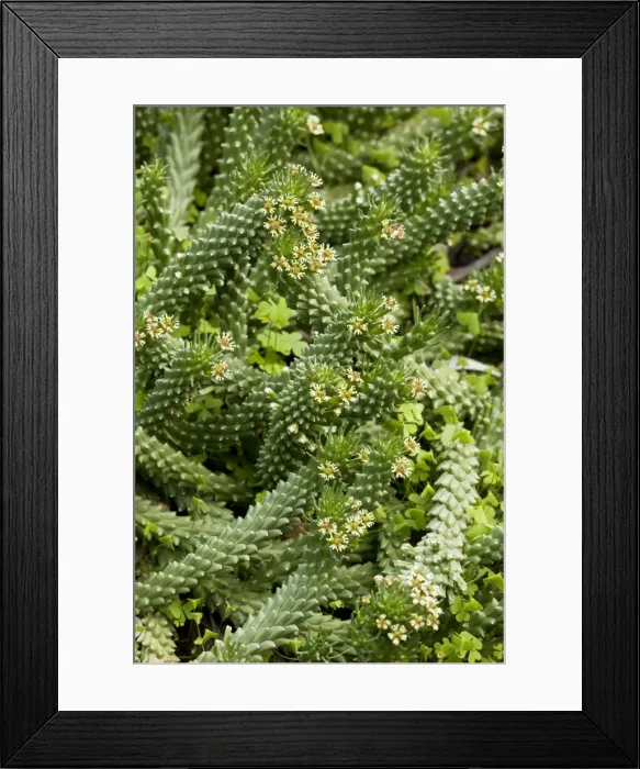 Framed Print : Picture No. 10922204 Framed Print : Picture No. 10922204