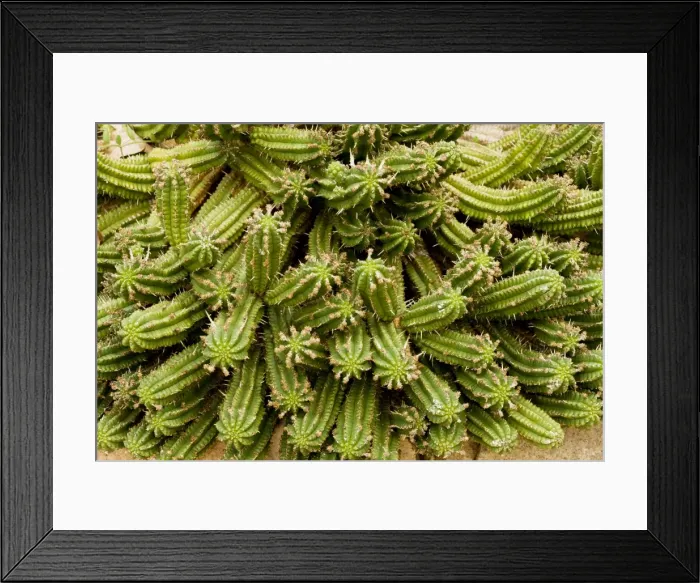 Framed Print : Picture No. 10922209 Framed Print : Picture No. 10922209