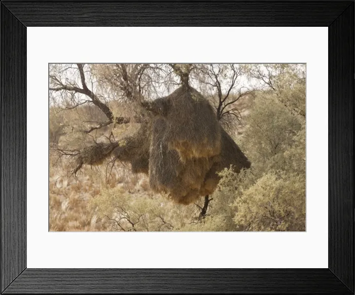 Framed Print : Picture No. 10922214 Framed Print : Picture No. 10922214