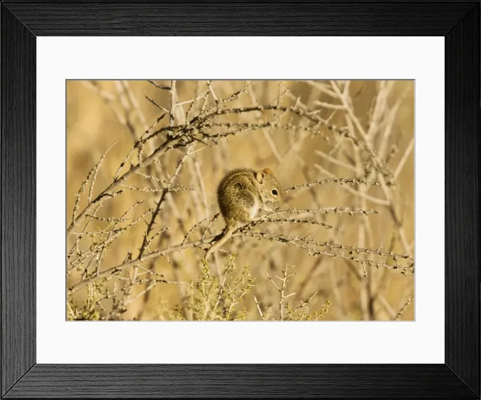 Framed Print : Picture No. 10922211 Framed Print : Picture No. 10922211