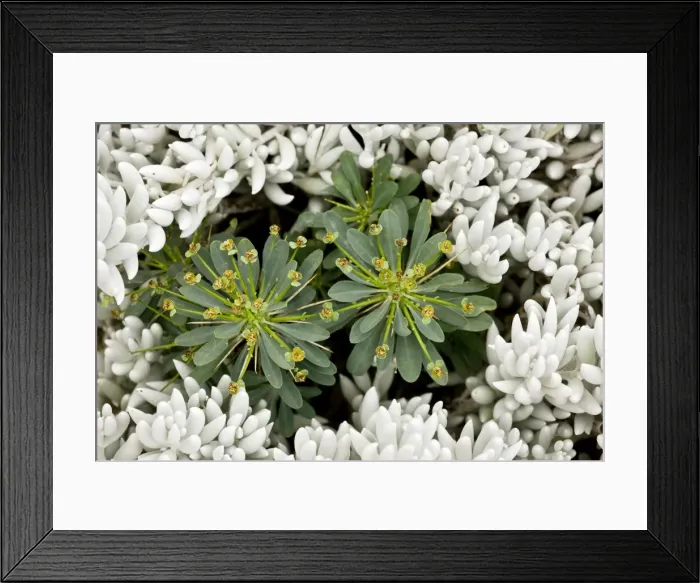 Framed Print : Picture No. 10922208