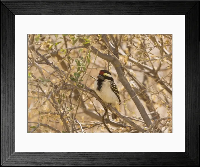 Framed Print : Picture No. 10922216 Framed Print : Picture No. 10922216