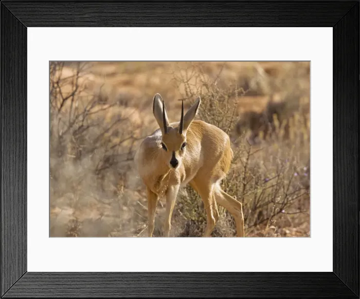 Framed Print : Picture No. 10922213 Framed Print : Picture No. 10922213