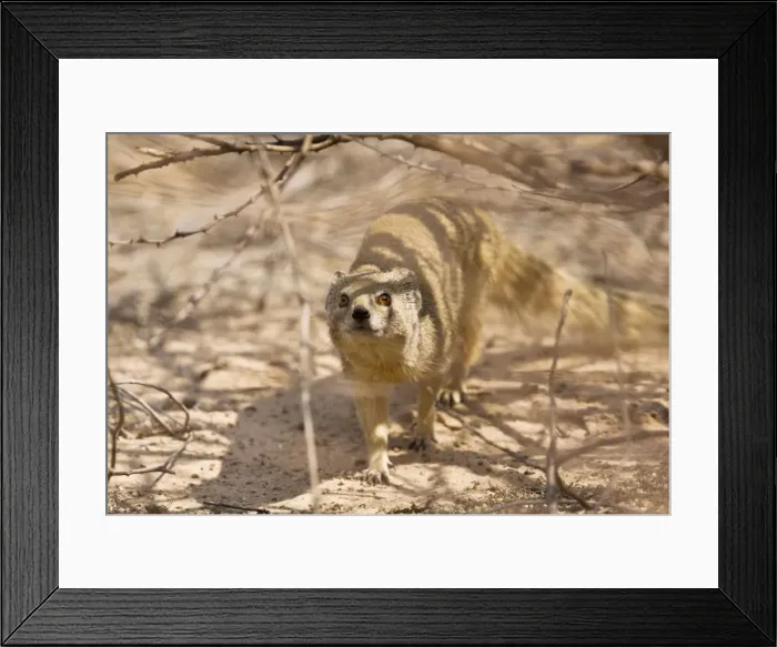 Framed Print : Picture No. 10922218 Framed Print : Picture No. 10922218