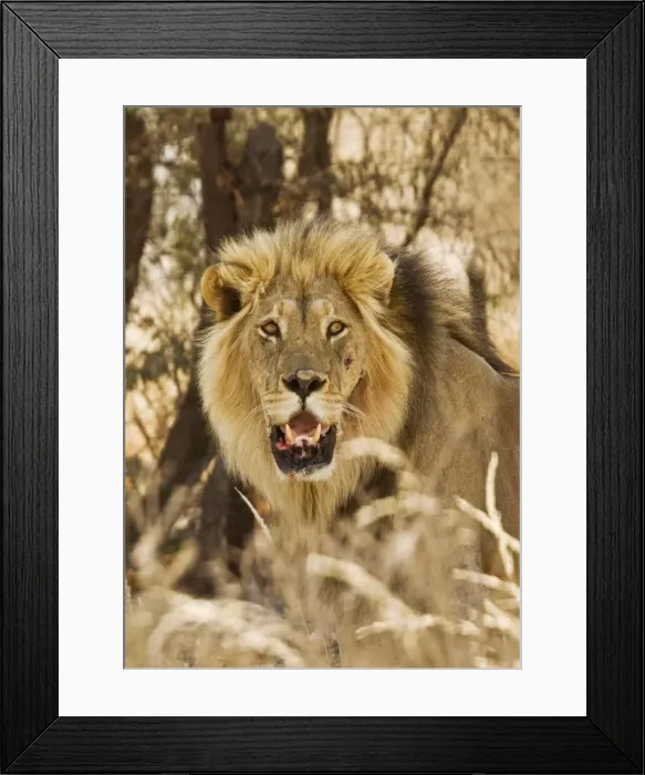 Framed Print : Picture No. 10922220