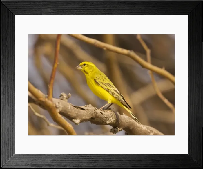 Framed Print : Picture No. 10922224 Framed Print : Picture No. 10922224
