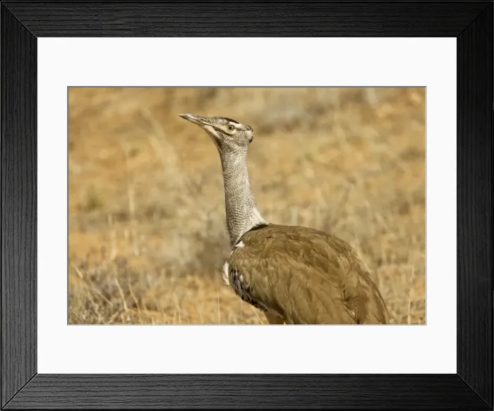 Framed Print : Picture No. 10922215 Framed Print : Picture No. 10922215