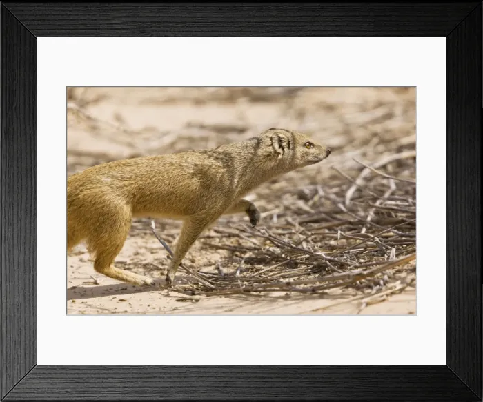 Framed Print : Picture No. 10922219 Framed Print : Picture No. 10922219