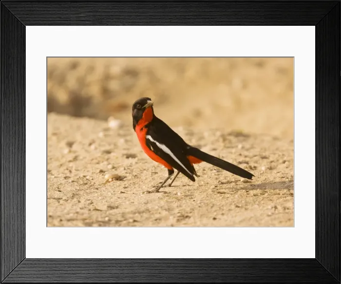 Framed Print : Picture No. 10922226 Framed Print : Picture No. 10922226