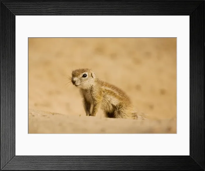 Framed Print : Picture No. 10922225 Framed Print : Picture No. 10922225