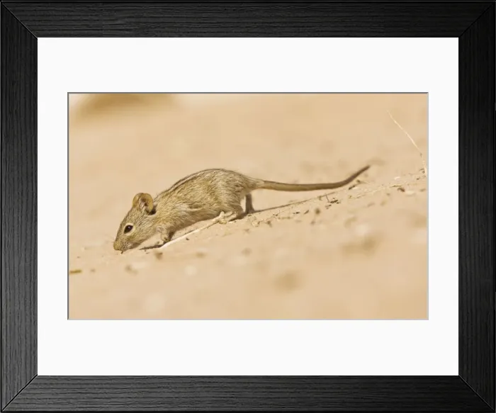 Framed Print : Picture No. 10922228 Framed Print : Picture No. 10922228