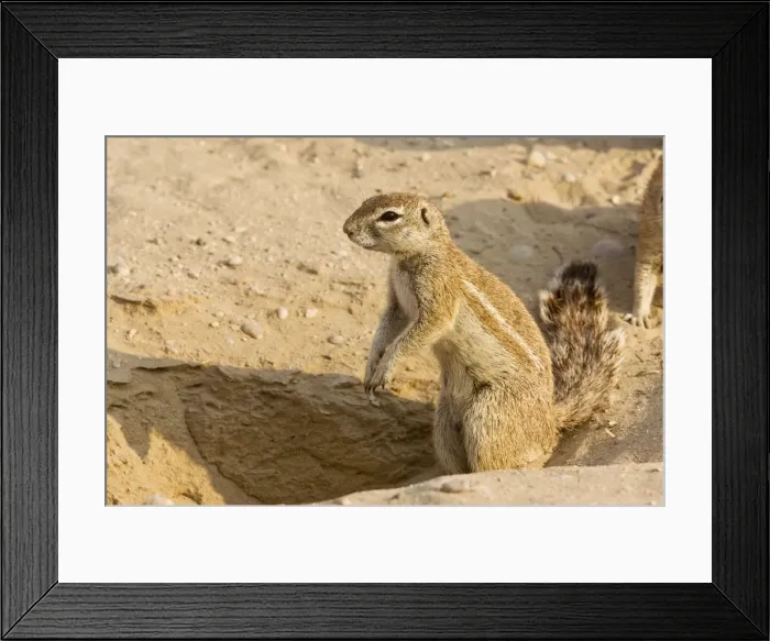Framed Print : Picture No. 10922222