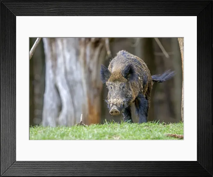 Framed Print : Picture No. 10922280 Framed Print : Picture No. 10922280