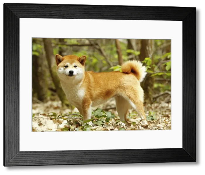 Framed Print : Picture No. 10922340 Framed Print : Picture No. 10922340