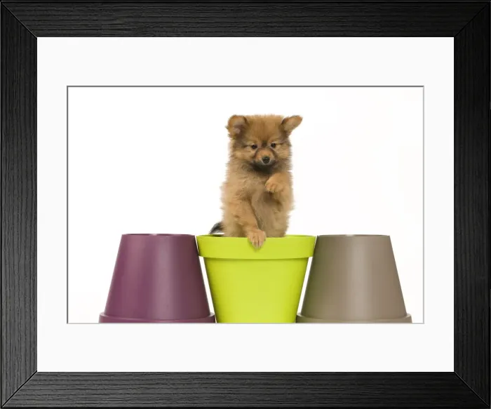 Framed Print : Picture No. 10922350 Framed Print : Picture No. 10922350