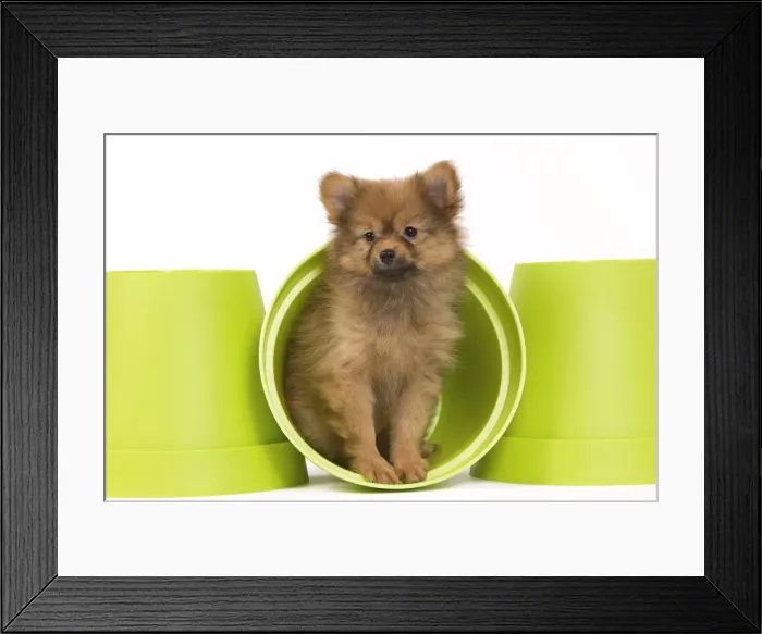 Framed Print : Picture No. 10922352 Framed Print : Picture No. 10922352