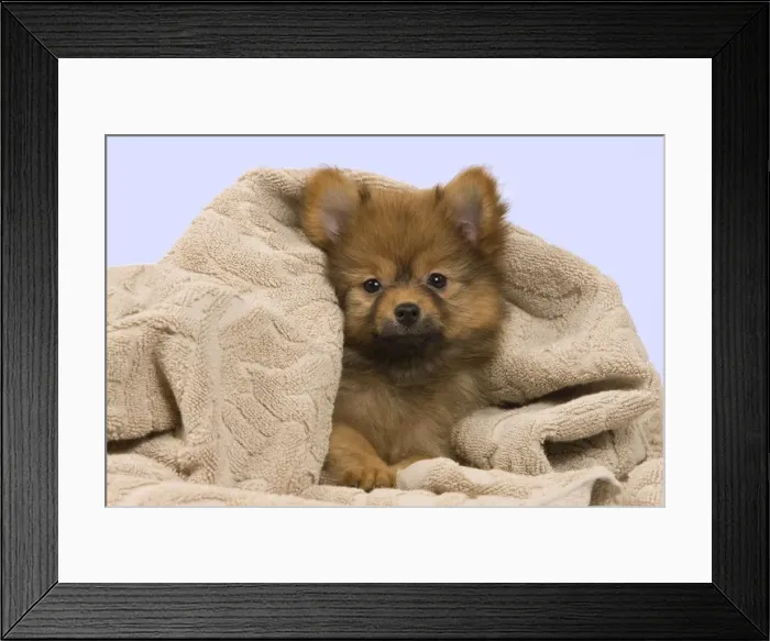 Framed Print : Picture No. 10922354 Framed Print : Picture No. 10922354