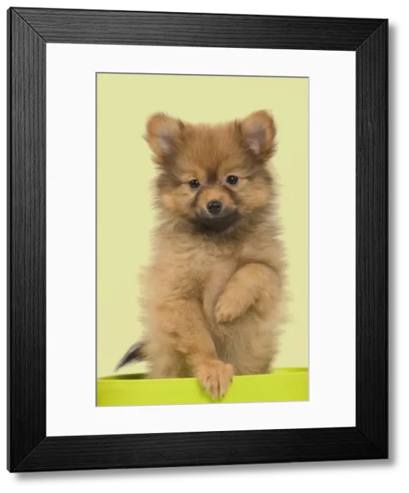 Framed Print : Picture No. 10922351 Framed Print : Picture No. 10922351
