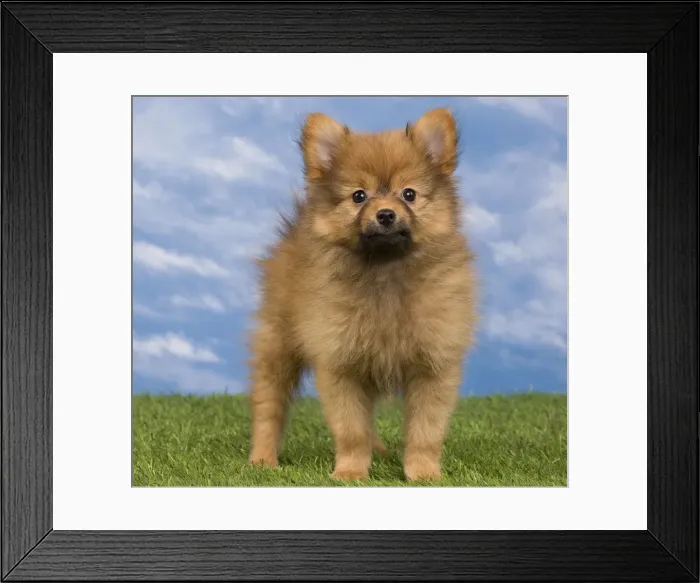 Framed Print : Picture No. 10922362 Framed Print : Picture No. 10922362