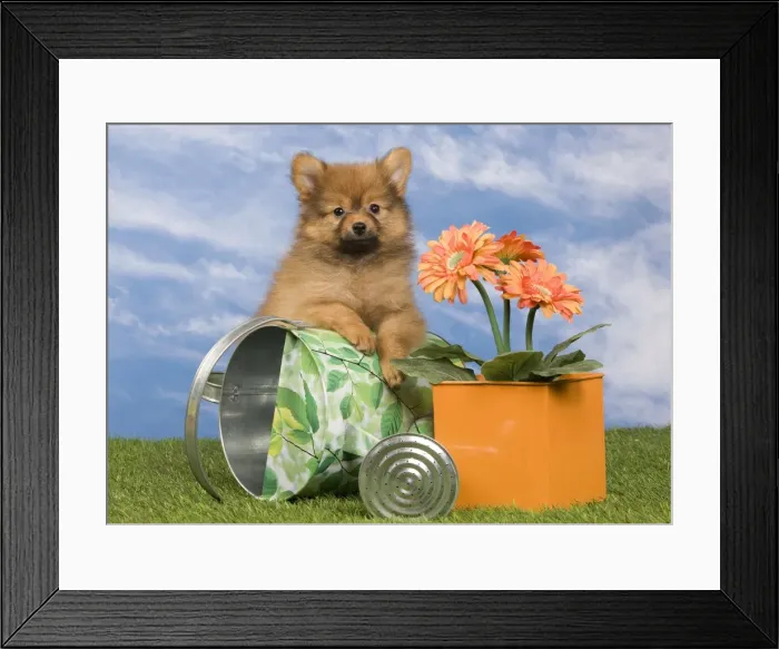 Framed Print : Picture No. 10922363 Framed Print : Picture No. 10922363