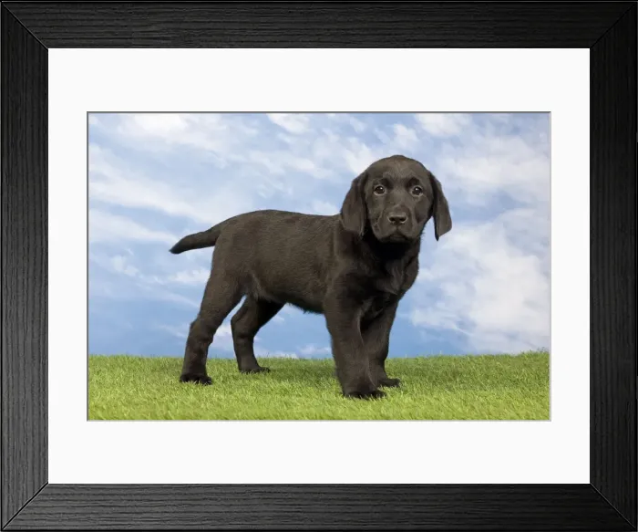 Framed Print : Picture No. 10922366 Framed Print : Picture No. 10922366