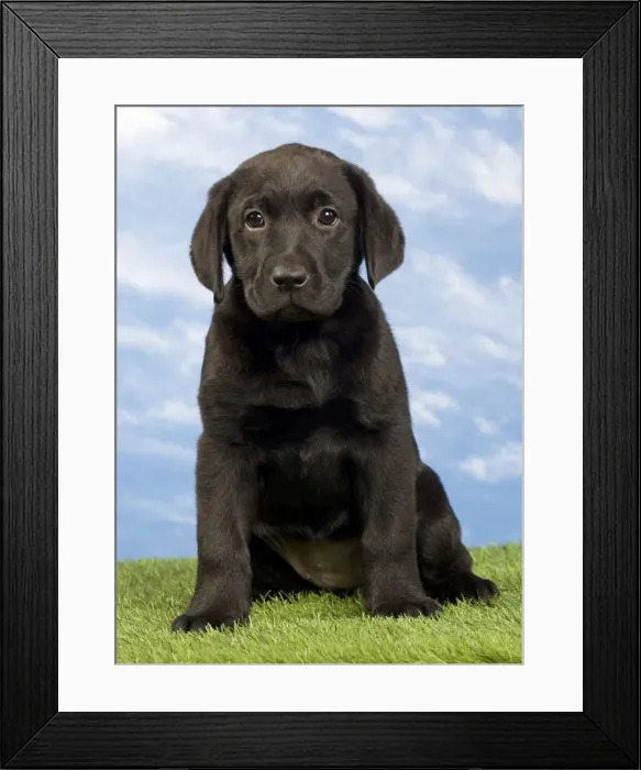 Framed Print : Picture No. 10922364 Framed Print : Picture No. 10922364