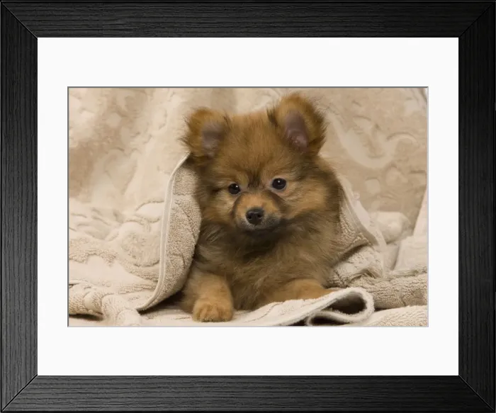 Framed Print : Picture No. 10922356