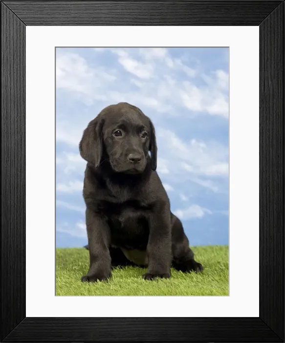 Framed Print : Picture No. 10922365