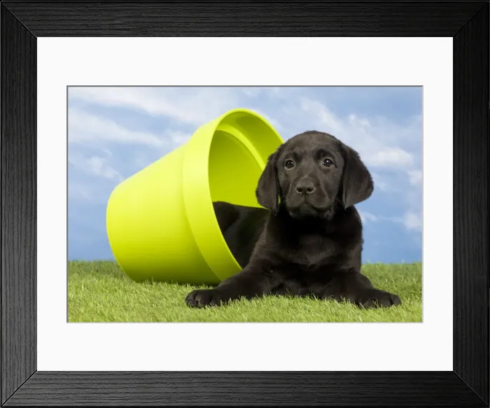 Framed Print : Picture No. 10922370 Framed Print : Picture No. 10922370