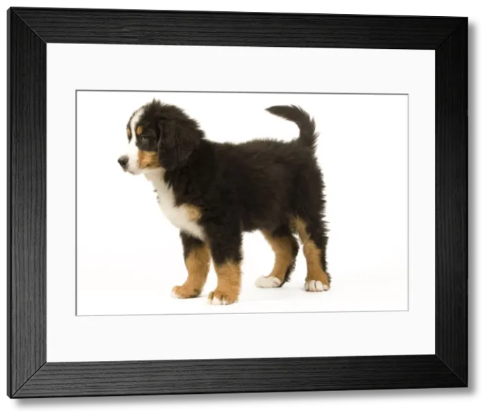 Framed Print : Picture No. 10922378 Framed Print : Picture No. 10922378
