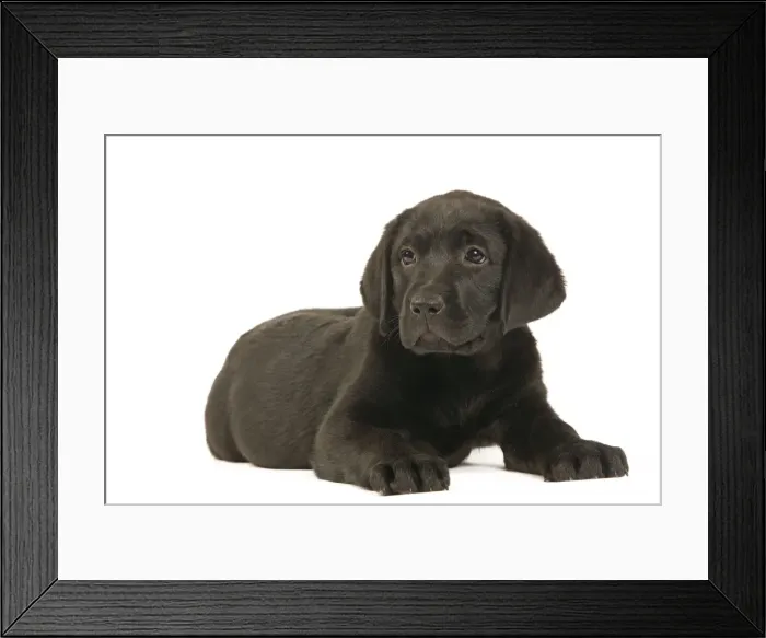 Framed Print : Picture No. 10922374 Framed Print : Picture No. 10922374