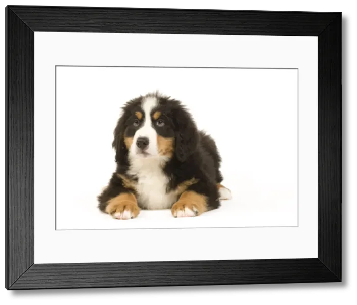 Framed Print : Picture No. 10922379
