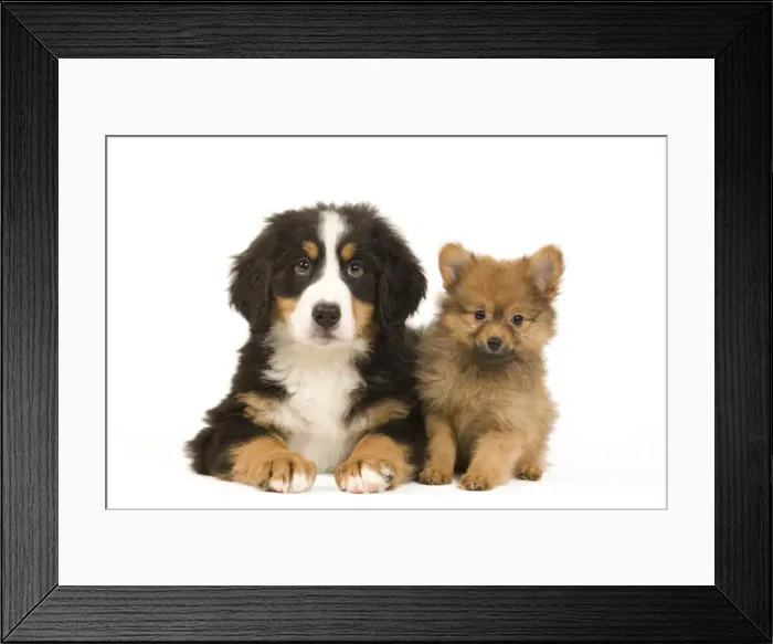 Framed Print : Picture No. 10922384 Framed Print : Picture No. 10922384