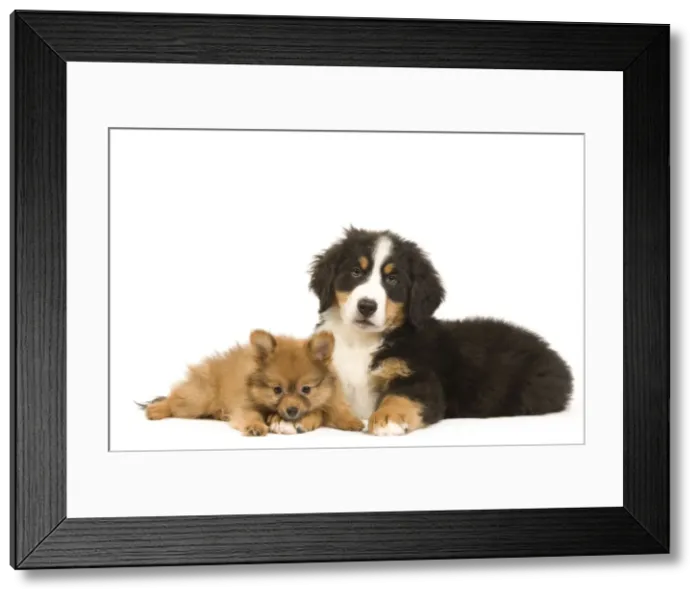 Framed Print : Picture No. 10922386