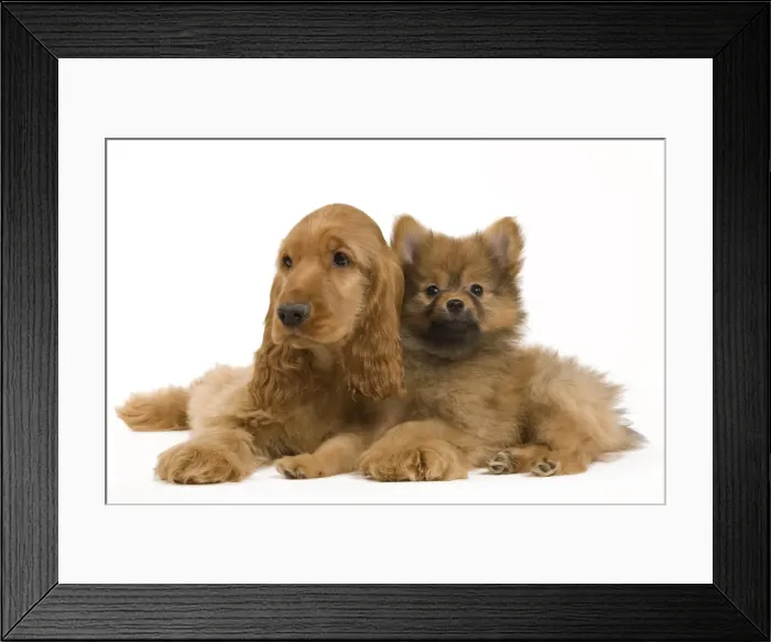 Framed Print : Picture No. 10922389