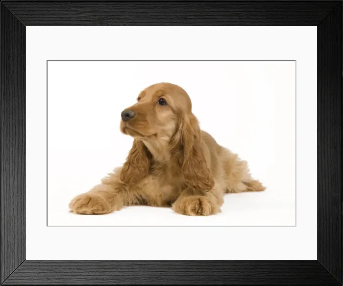 Framed Print : Picture No. 10922391 Framed Print : Picture No. 10922391