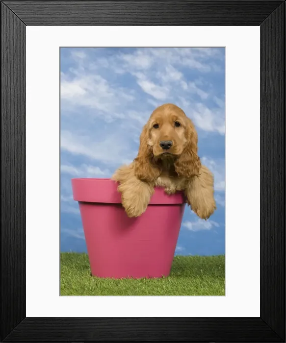 Framed Print : Picture No. 10922399 Framed Print : Picture No. 10922399
