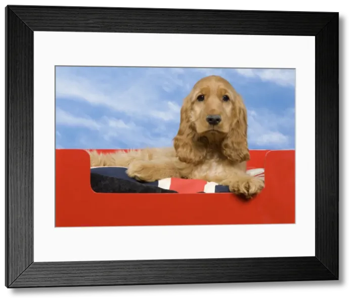 Framed Print : Picture No. 10922402 Framed Print : Picture No. 10922402
