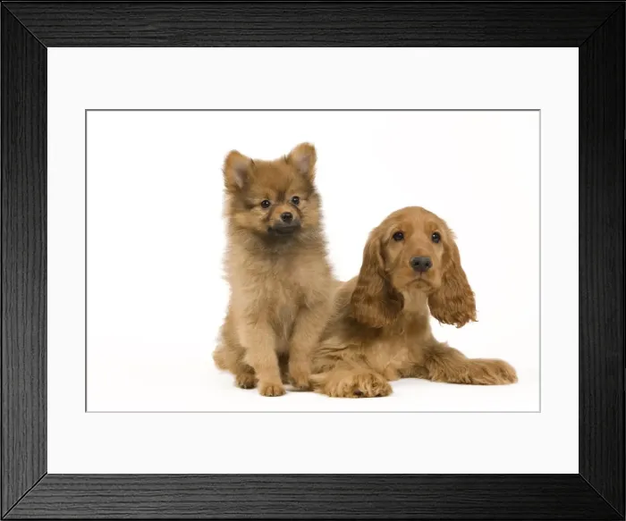 Framed Print : Picture No. 10922395 Framed Print : Picture No. 10922395