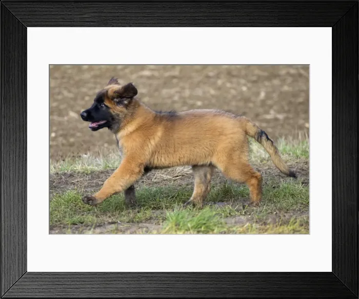 Framed Print : Picture No. 10922405 Framed Print : Picture No. 10922405