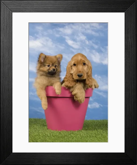 Framed Print : Picture No. 10922400 Framed Print : Picture No. 10922400