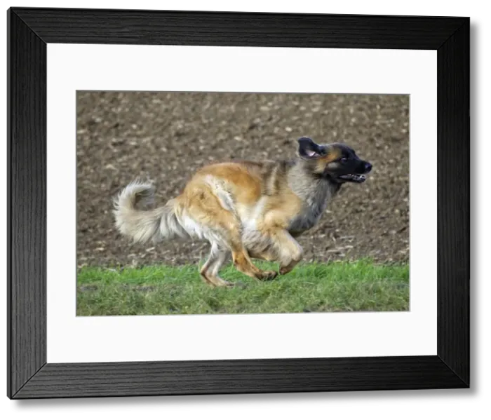 Framed Print : Picture No. 10922407 Framed Print : Picture No. 10922407