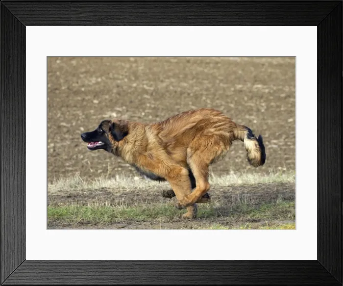 Framed Print : Picture No. 10922406 Framed Print : Picture No. 10922406