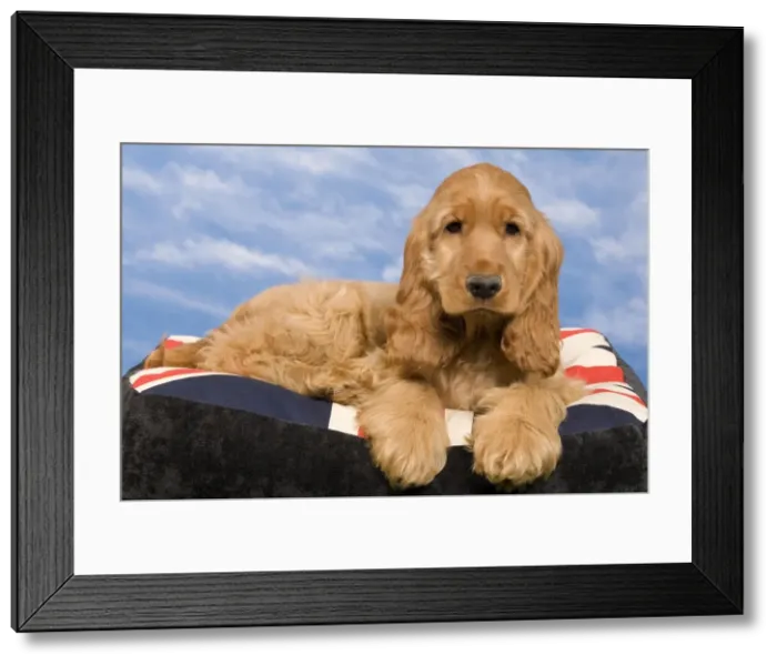 Framed Print : Picture No. 10922403 Framed Print : Picture No. 10922403